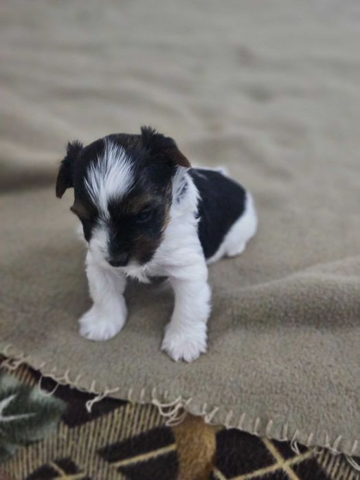 Йоркширски териер-бивер