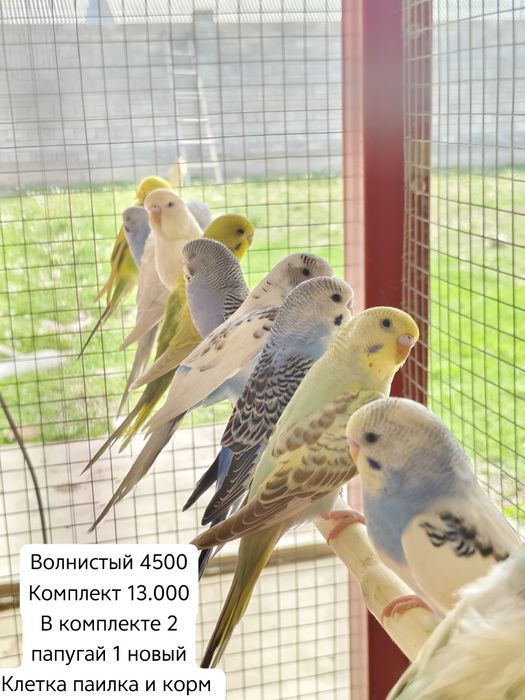 Майлы еркектердің жыныстық позициялары