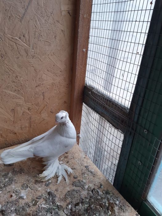 Продам гульбадам