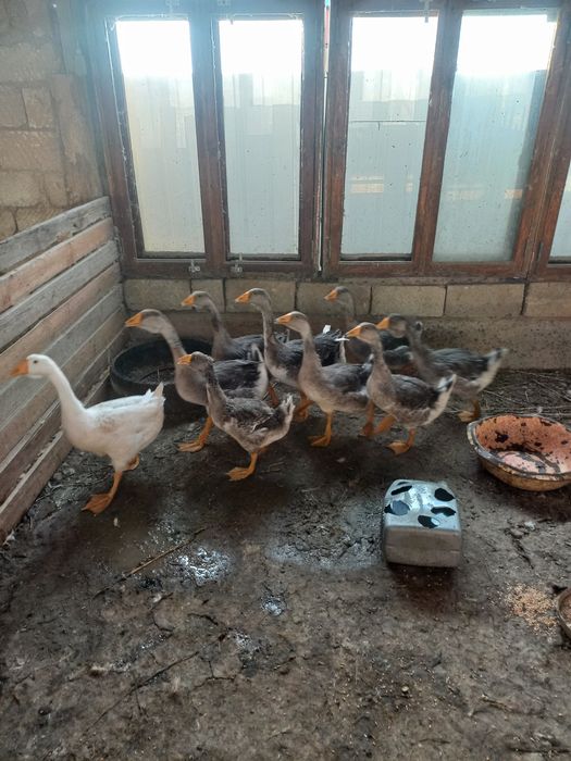 Продам домашних гусят