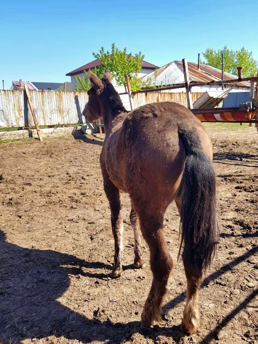 Тай сатылады еркек.
