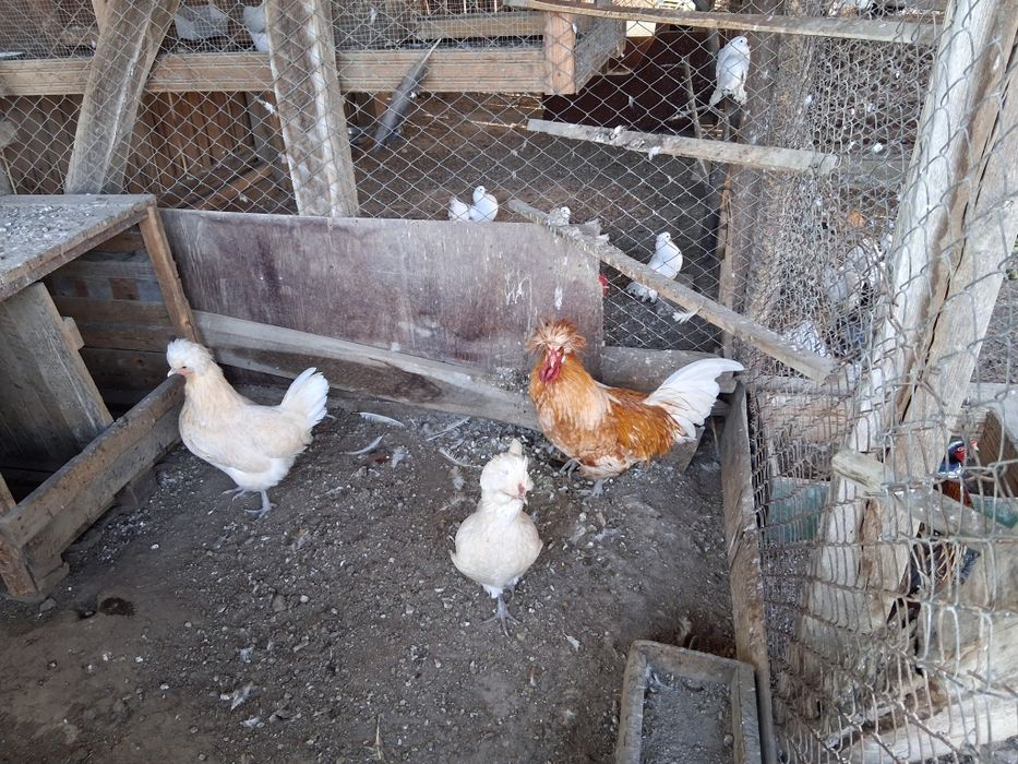 Vand pereche de Gaini Paduane 350 lei