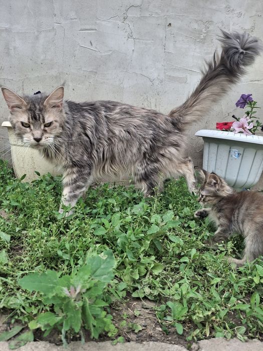 Продам котенка Мейн куна