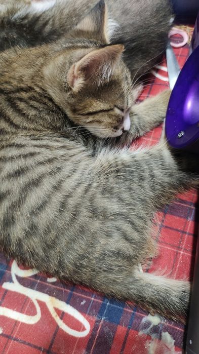 Отдам котят в добрые руки