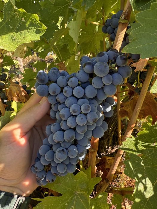 Must si Struguri Cabernet Sauvignon