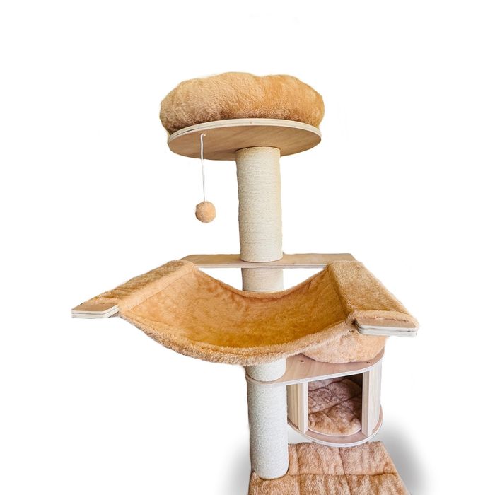 Голяма котешка катерушка - Мейн Куун