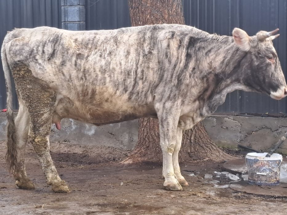 Продам Корову Породистая