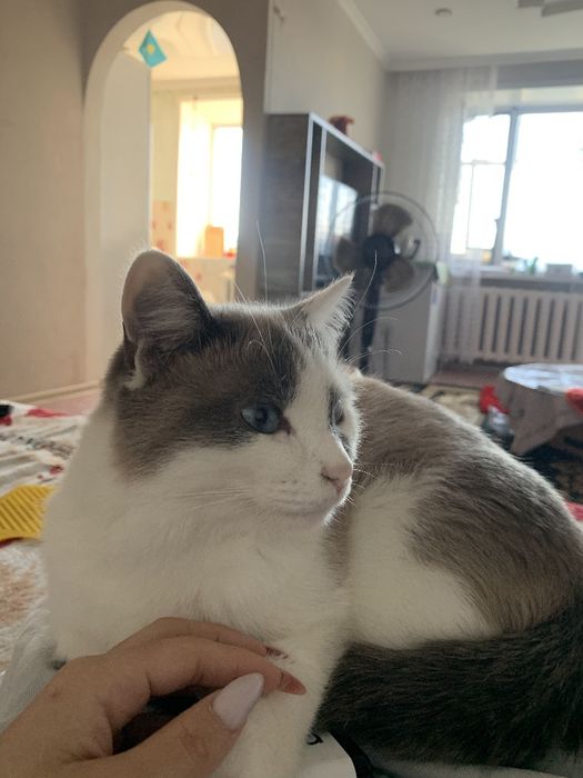 Отдам кота в хорошие руки