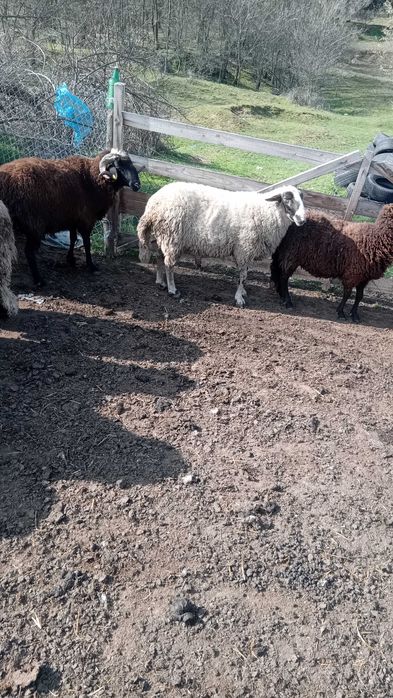 Продавам Кочове 4 броя