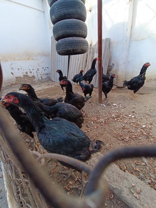 Продаю Куры Кулянги