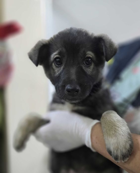 Щенок, мальчик, 2 месяца