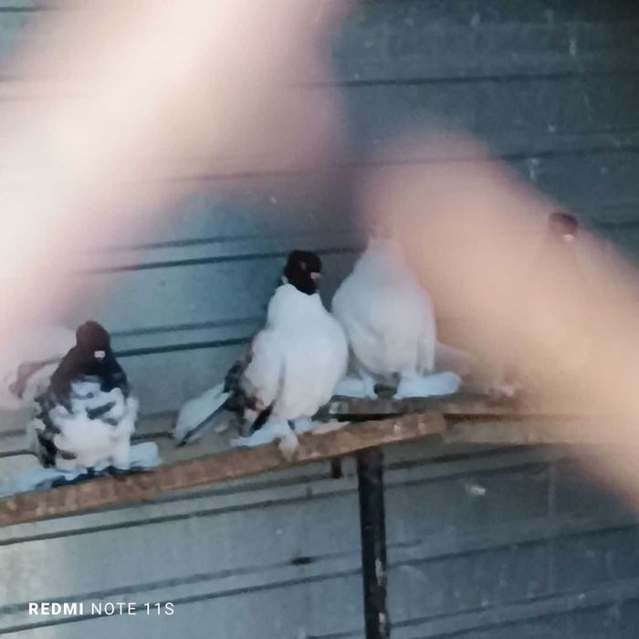 Голуби декоративные в Рудном.