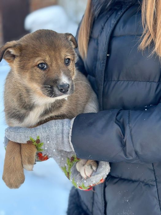 Отдам щенков в добрые руки