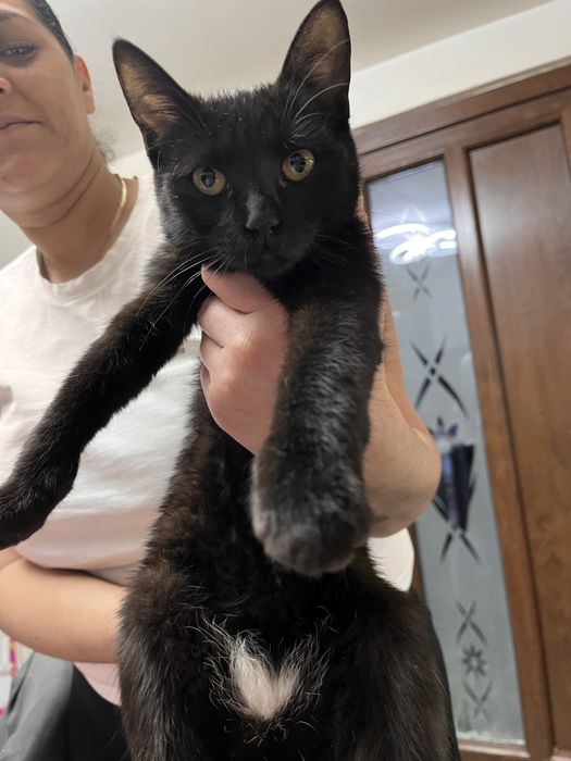 Ofer spre adoptie o pisica