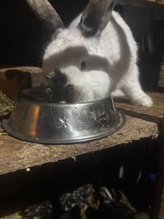 Iepuras dragut cuminte bland varsta 6 luni