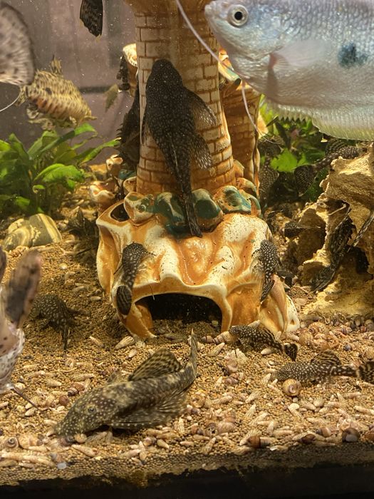 Сомики-анцистры