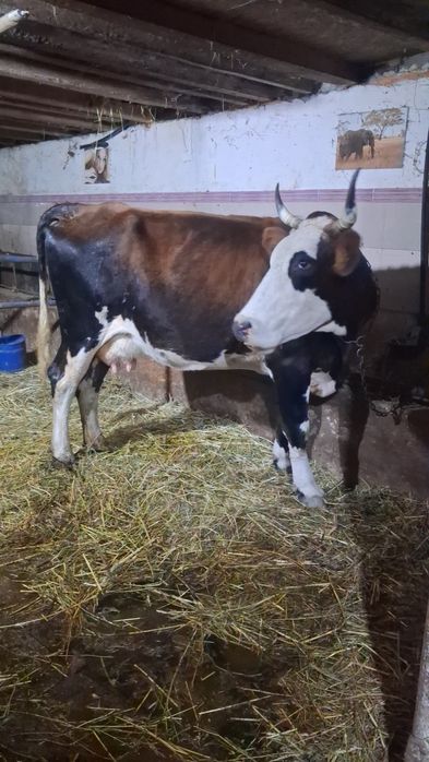 Vând sau schimb cu vacă de tăiere