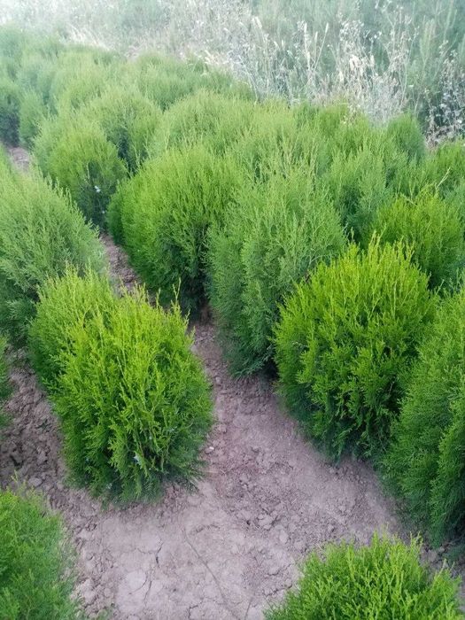 Туя навли арча кучатлари сотилади