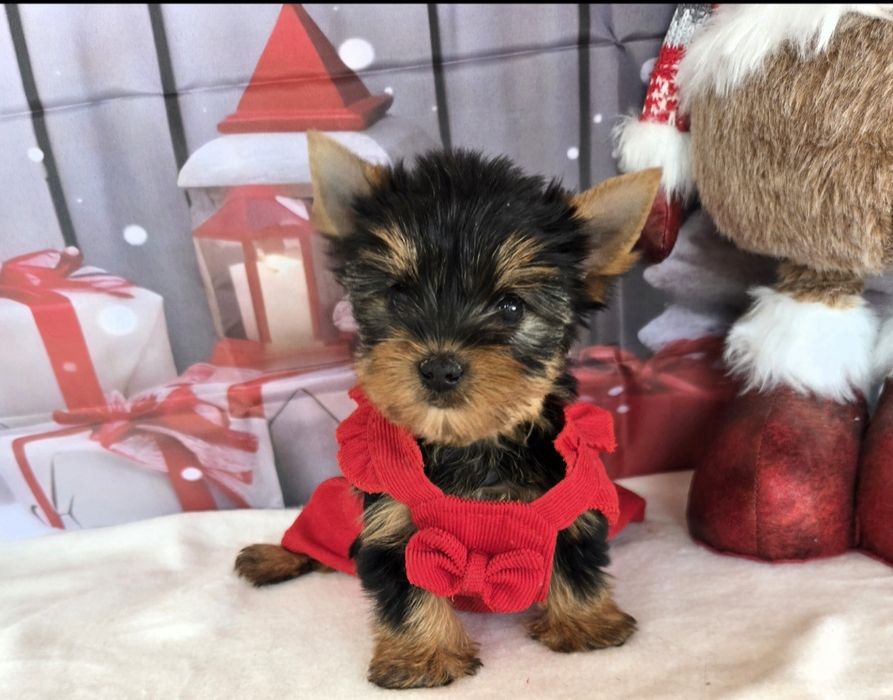 Йоркширски териер ,Йорки мини