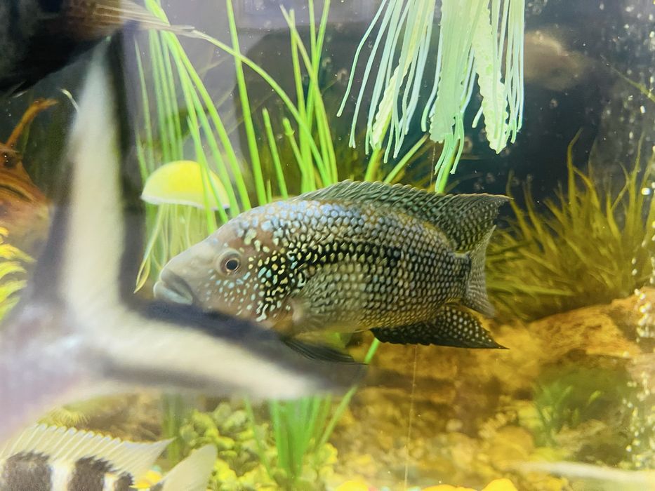 Продам Аквариумные рыбки (рыба)