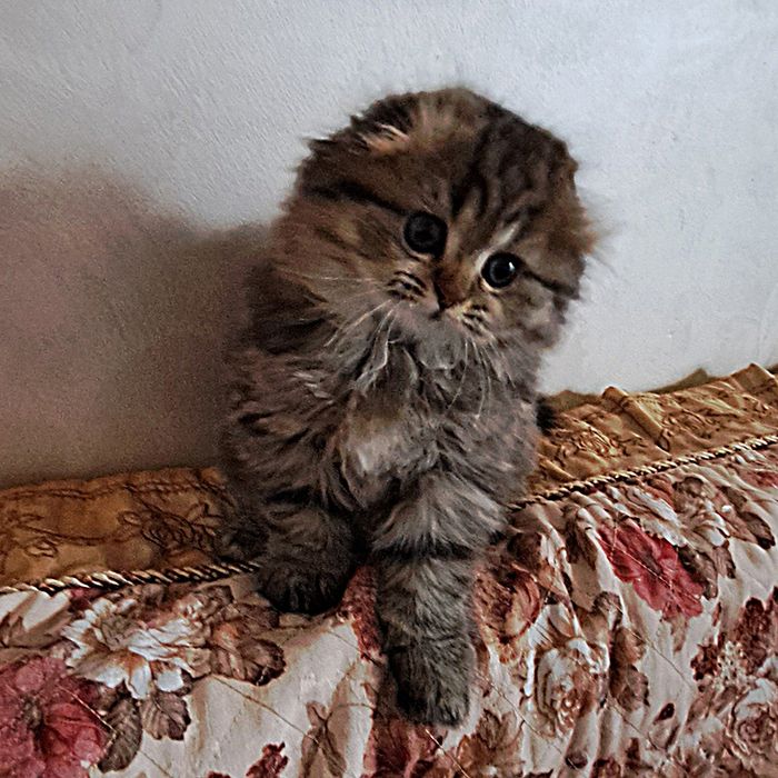 Шотландские котята