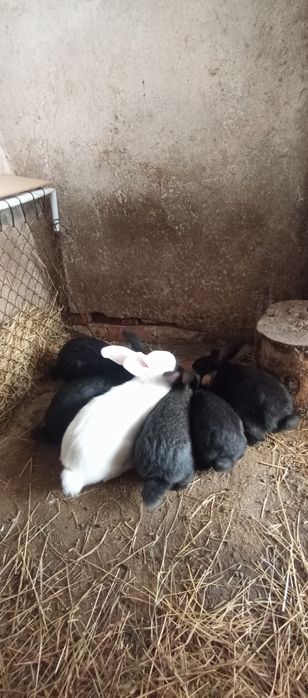 Iepurași pentru paste