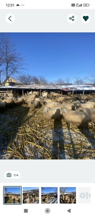 Vând 80 de oi afata