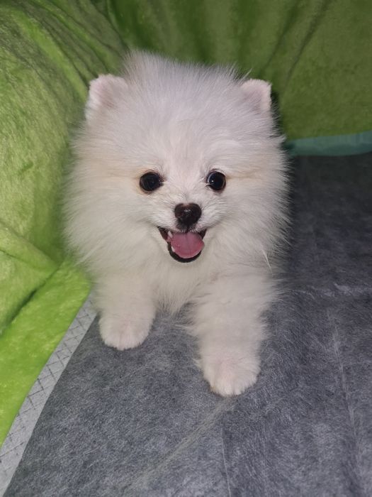 Продам щенка шпица.