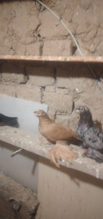 Продаётся жёлтая голубка