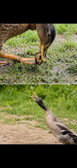 Vand rate alergatoare indiene asiatice pret redus