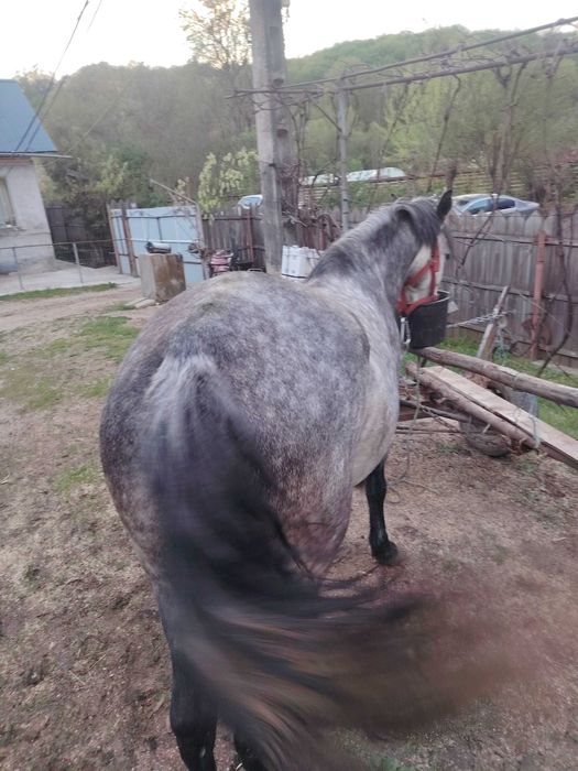 Iapă cu mânz de o săptămână și o mânză de un an de vânzare