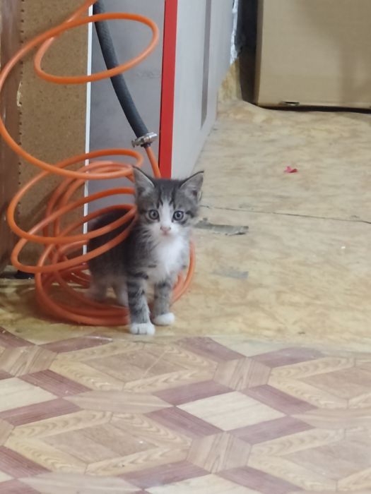 Котята от кошки крысоловки