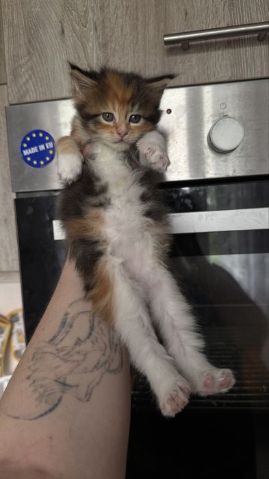 Котенок Мейн - кун
