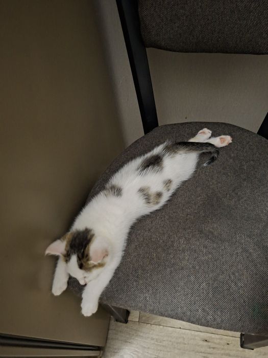 Отдам котёнка девочка