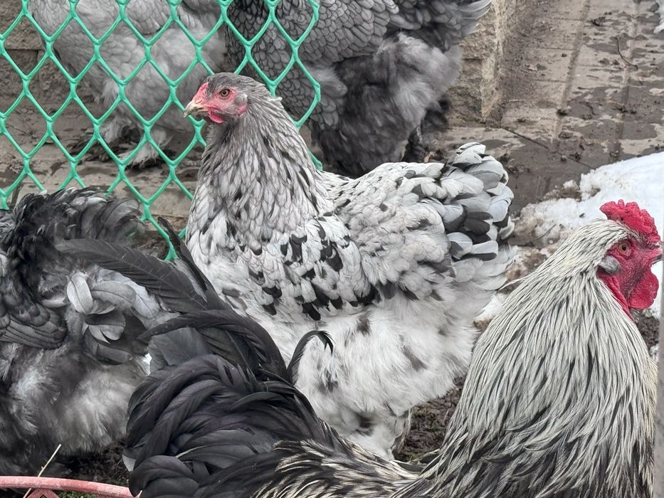 Брама инкубационное яйцо