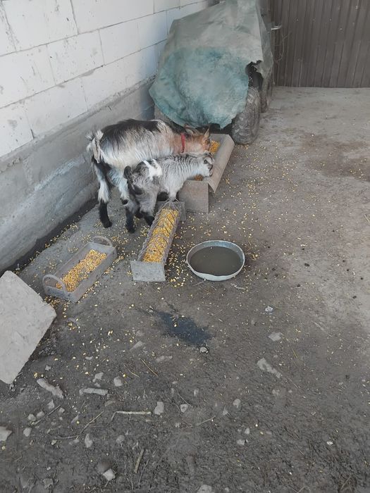 Vând capra cu iediță