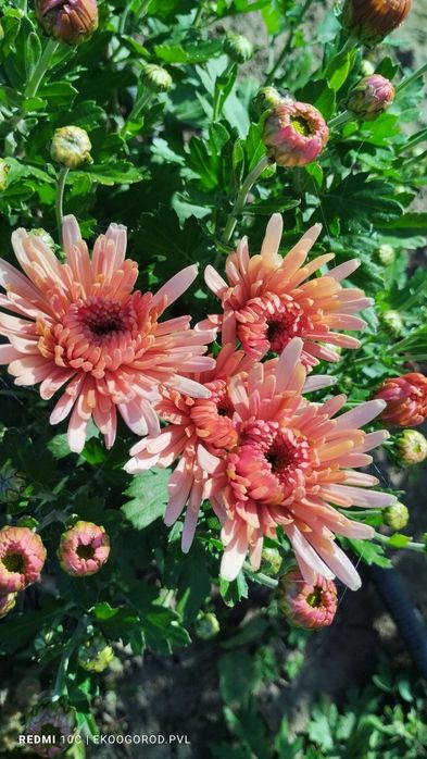 Продам хризантемы