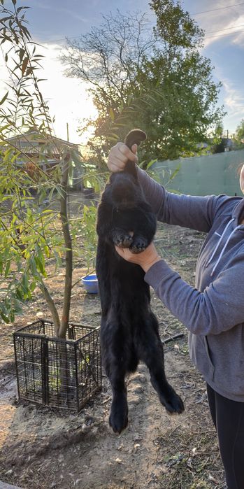 Iepuri rasa germana urias