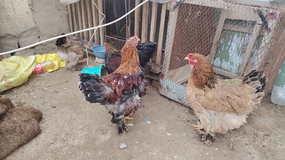 Brama xo'roz sotiladi