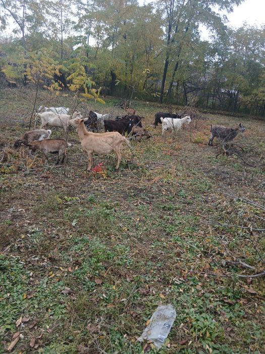 Vând 18 capre de vânzare