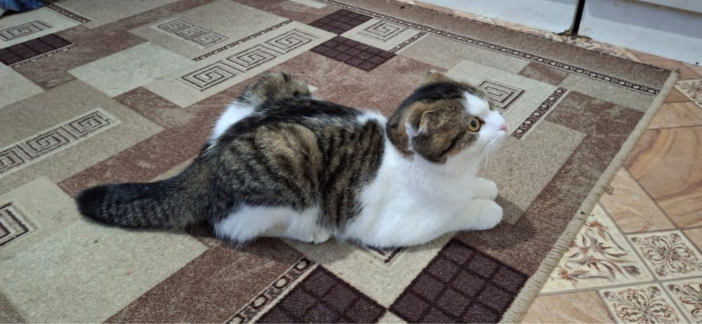 Котик в добрые руки