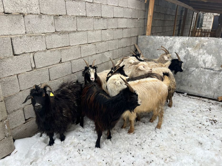 Семиз ешкилер ..