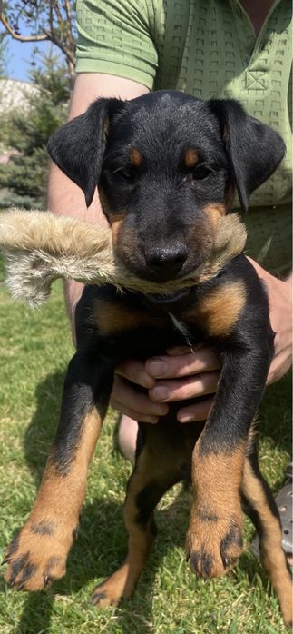 Продам щенков ягдтерьера!