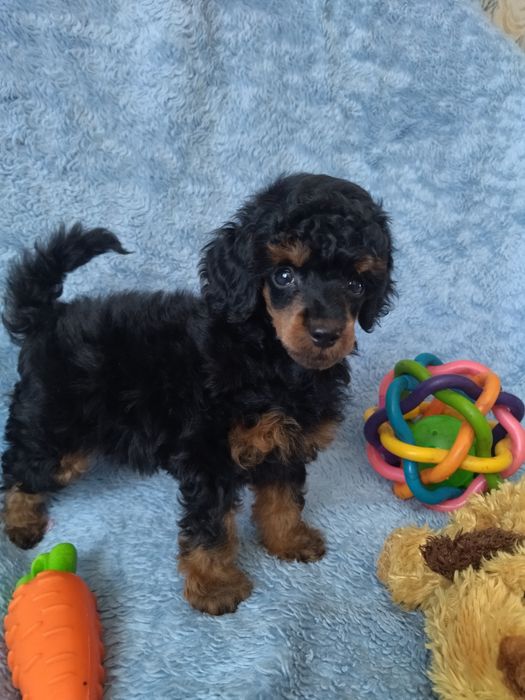 Девченка той пудель