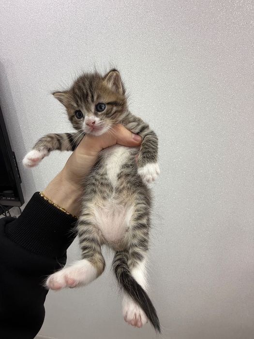 Котята, британцы