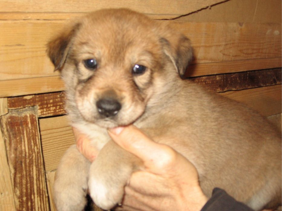 Щенок шенята щенки