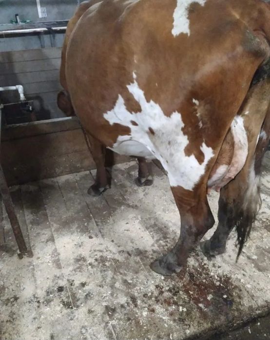 Племенные молочные коровы