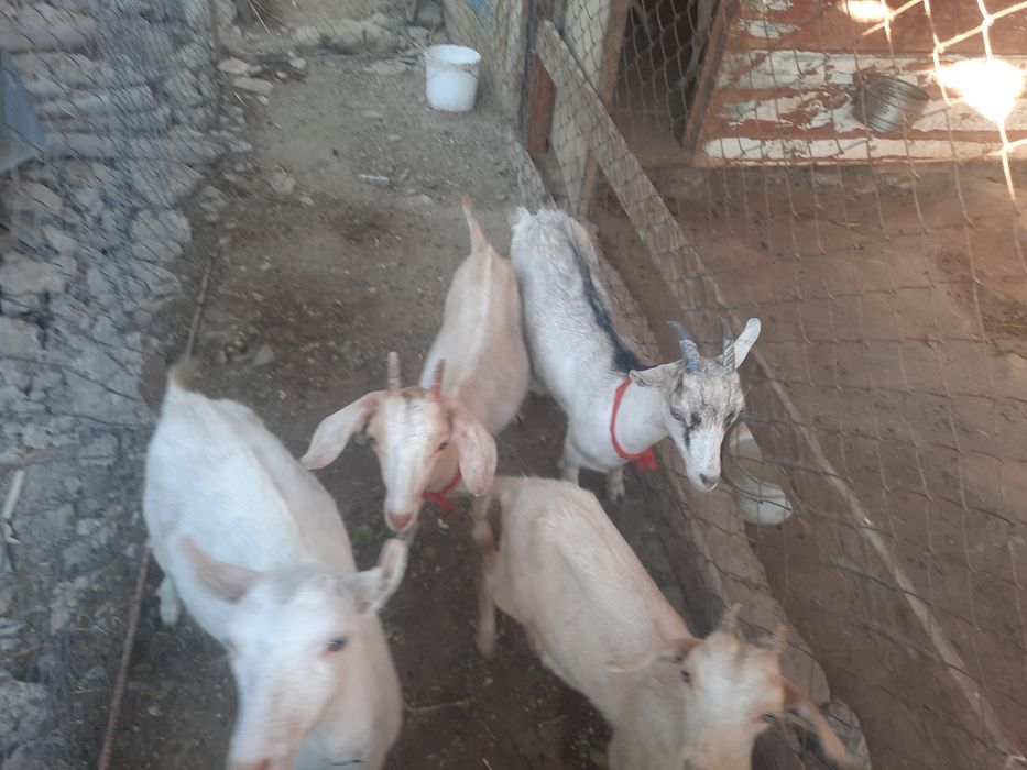 Заанен тұқымды ешкілер, лақтар сатылады