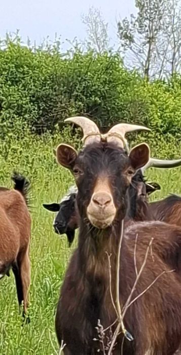 Capre și iezi - de vânzare