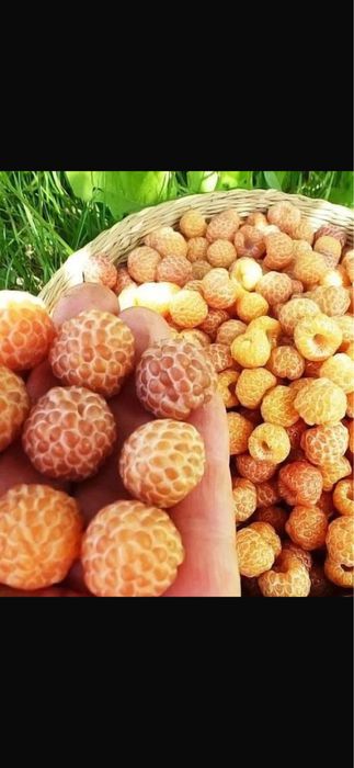 Продам саженцы ежемалины Кумберленд желтой и черной